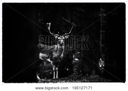 Old Black And White Photo Of Fallow Deer Buck Between Trees In Dense Forest.