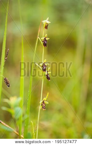 A beautiful rare wild orchid flowering in the marsh in summer after the rain. Closeup macro photo shallow depth of field.