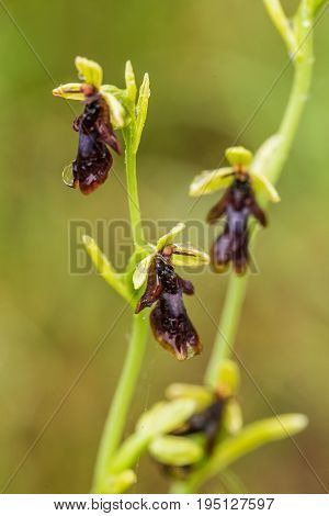 A beautiful rare wild orchid flowering in the marsh in summer after the rain. Closeup macro photo shallow depth of field.