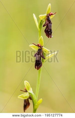 A beautiful rare wild orchid flowering in the marsh in summer after the rain. Closeup macro photo shallow depth of field.
