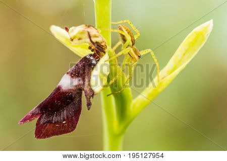 A beautiful rare wild orchid flowering in the marsh in summer after the rain. Closeup macro photo shallow depth of field.