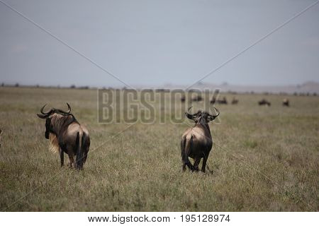 Wildebeest Wild Antelope Gnu In African Botswana Savannah