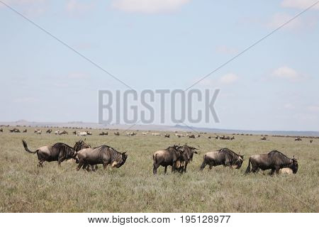 Wildebeest Wild Antelope Gnu In African Botswana Savannah