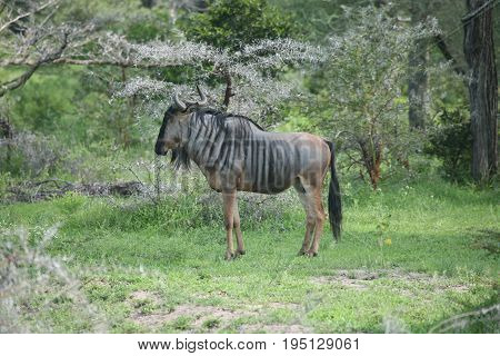 Wildebeest Wild Antelope Gnu In African Botswana Savannah