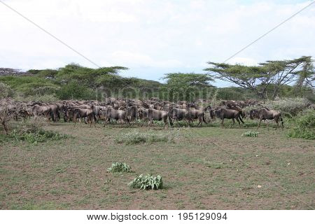 Wildebeest Wild Antelope Gnu In African Botswana Savannah