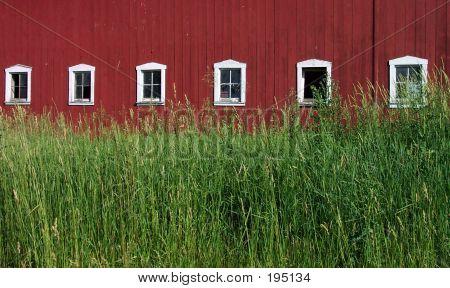 Barngrass