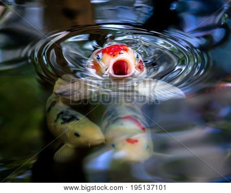 Koi at the pond begging for some food.