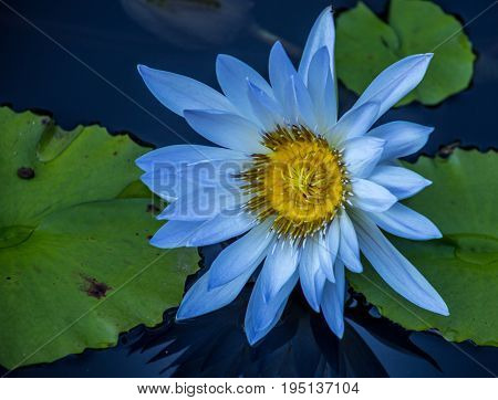 Blue water lily in full bloom at the botanical garden in Atlanta