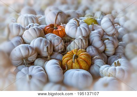 Pumpkin galore at Burt's pumpkin farm in North Georgia