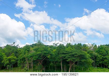 Water tree and sky with white cloud cover.