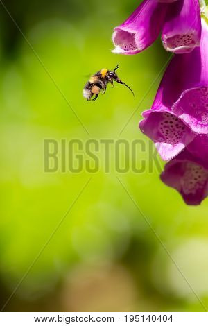 Bumble bee with full pollen sac and extended proboscis hovering in front of foxglove flower. Macro insect photography. Summer garden pollination.