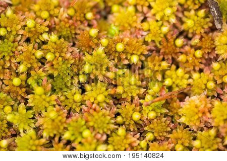 A beautiful vibrant fresh moss in the forest after the rain. Shallow depth of field closeup macro photo.