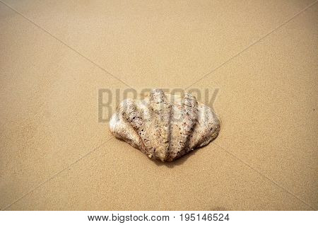 Shell On The Beach