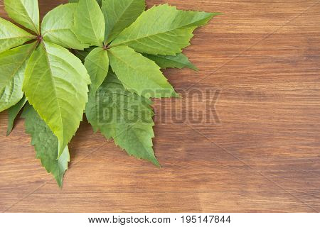 Green leaves of decorative grapes on the wooden background