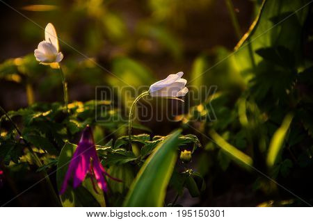 Spring Flowers In The Forest. Beautiful Purple Plants. Green Juicy Grass. Morning Sunrise In The Woo