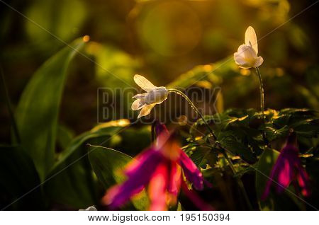 Spring Flowers In The Forest. Beautiful Purple Plants. Green Juicy Grass. Morning Sunrise In The Woo