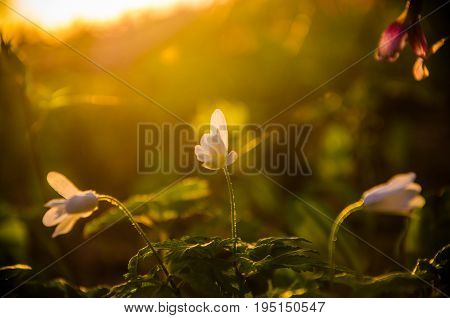 Spring Flowers In The Forest. Beautiful Purple Plants. Green Juicy Grass. Morning Sunrise In The Woo