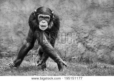 Blackand White Young Chimpanzee Walking Sideways on Grass
