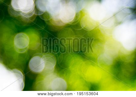 Abstact defocus bokeh light background made of forest style.