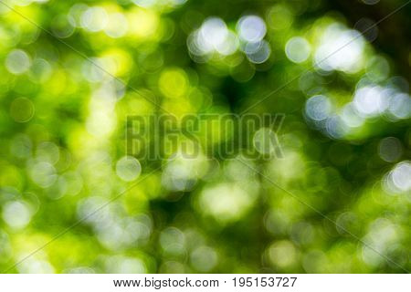Abstact defocus bokeh light background made of forest style.