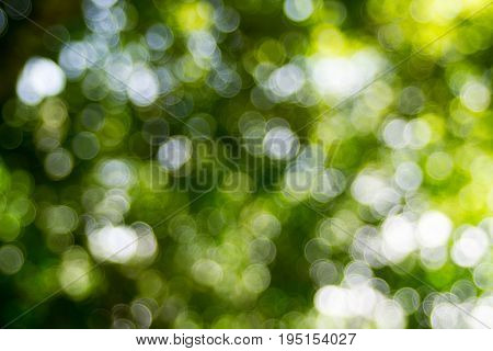 Abstact defocus bokeh light background made of forest style.