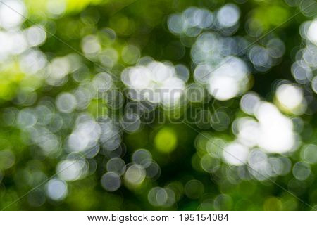 Abstact defocus bokeh light background made of forest style.