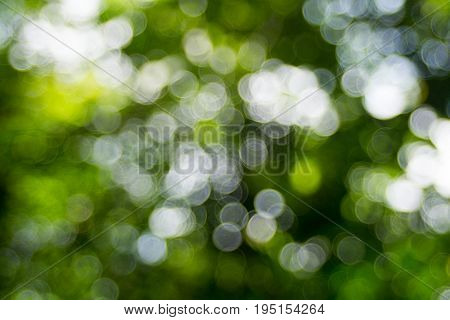 Abstact defocus bokeh light background made of forest style.