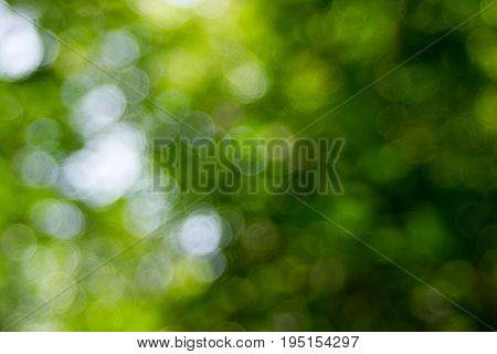 Abstact defocus bokeh light background made of forest style.