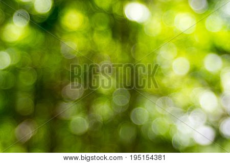 Abstact defocus bokeh light background made of forest style.