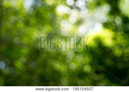 Abstact defocus bokeh light background made of forest style.