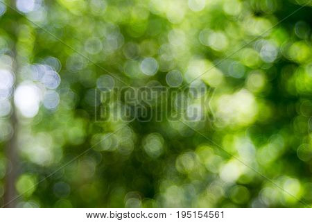 Abstact defocus bokeh light background made of forest style.