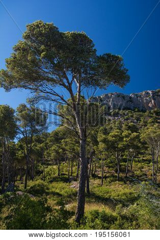 Rock formation and pine trees above the town of Estartit on the Costa Brava
