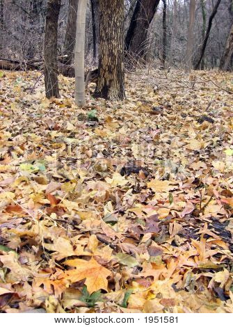 Forest In The Autumn
