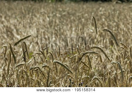 Ripe golden wheat on a summer field in  Central Balkan mountain, Stara Planina, Bulgaria