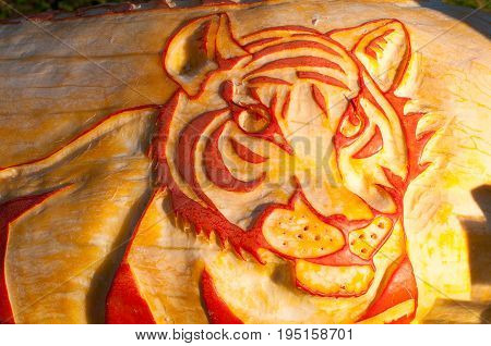 CHADDS FORD, PA - OCTOBER 26: View of Tiger Pumpkin at The Great Pumpkin Carve carving contest on October 26, 2013