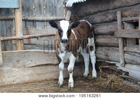 Portrait of young cow in the farm, looking into the camera lens