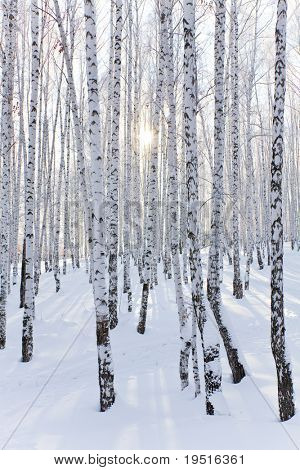 Serenidad de invierno - un día en el bosque de invierno