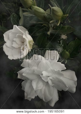 Gardenia flower 4. Series of photos of the gardenia flowers: two flowers in all its glory