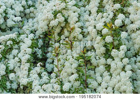 a bush of white  spirea flowers / Detail of a clusters of white flower of the spirea