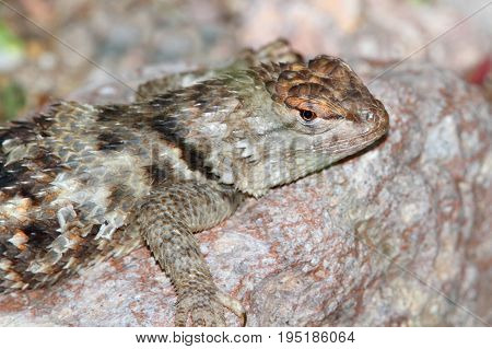 Twin-spotted Spiny Lizard (Sceloporus bimaculosus) in New Mexico