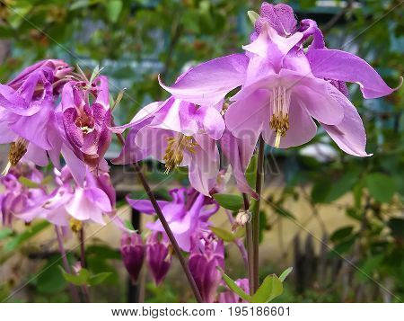 Aquilegia