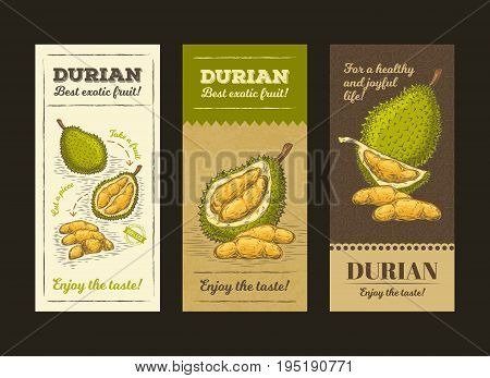 Vector illustration in design packing for durian fruit, template label, moc up in style engraving