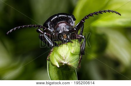 Male Broad Necked Root Borer Beetle on a hosta flower bud that is shiny and black with his bug eyes clearly visible