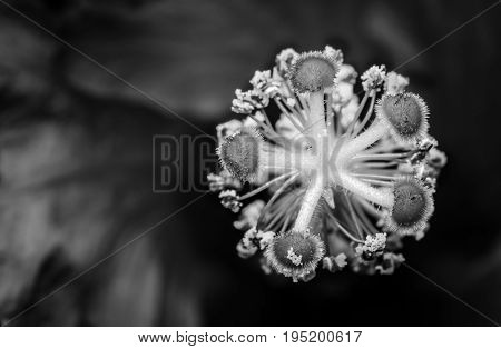 A high contrast black and white macro photograph of the stamen and pistil of a Hibiscus Flower. The pollen can be seen on the pistil.