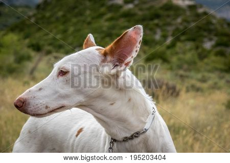 Podenco Ibicenco - White Ibizan Warren Hound, is one of the medium-sized greyhounds descended from the dogs of ancient Egypt. Very old and pure race. Portrait, detail of long snout and ears