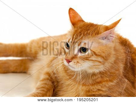 Adult red cat with overweigh isolated on a white background