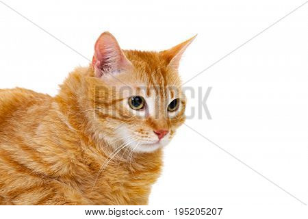 Adult red cat with overweigh isolated on a white background
