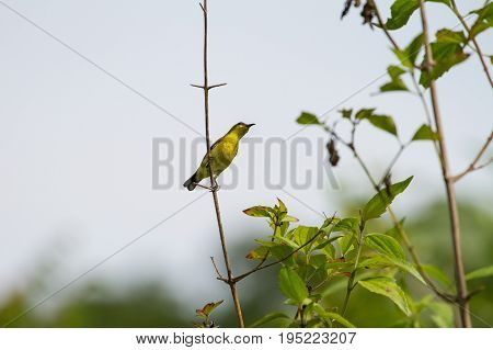 Olive-backed Sunbird, Yellow-bellied Sunbird