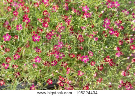 Gypsophila Red Flowers