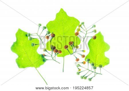 Prickly Nightshade